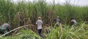 Peringati HUT TNI Ke 76, Sub 06 Sektor 20 Karya Bhakti Babat Habis Pohon Liar di Bantaran Sungai Citarum di Muaragembong