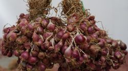 Pasca Lebaran Harga Bawang Merah di Pasar Comal Pemalang Tembus Rp 65 Ribu, Tomat Naik 150 Persen